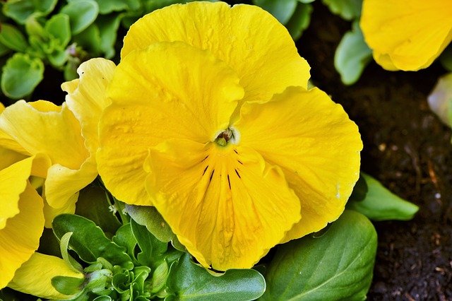 pansy g33b63c794 640