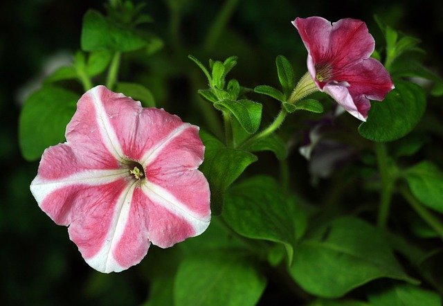 petunias g9c86b7ee9 640