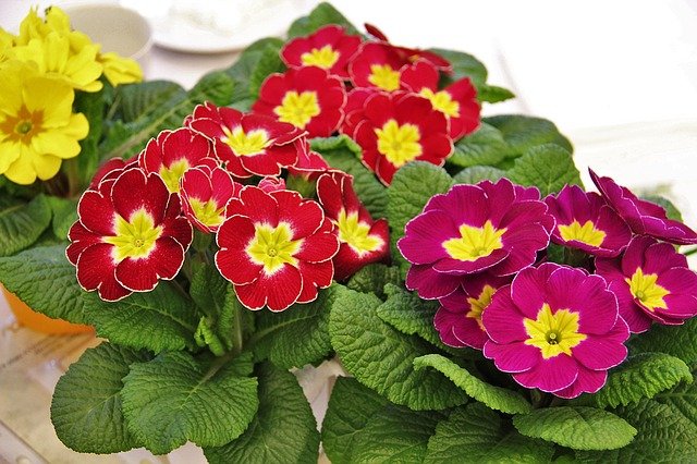 primrose pots g31a0ab2da 640