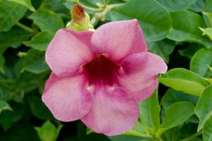 mandevilla gb3715a1f8 640