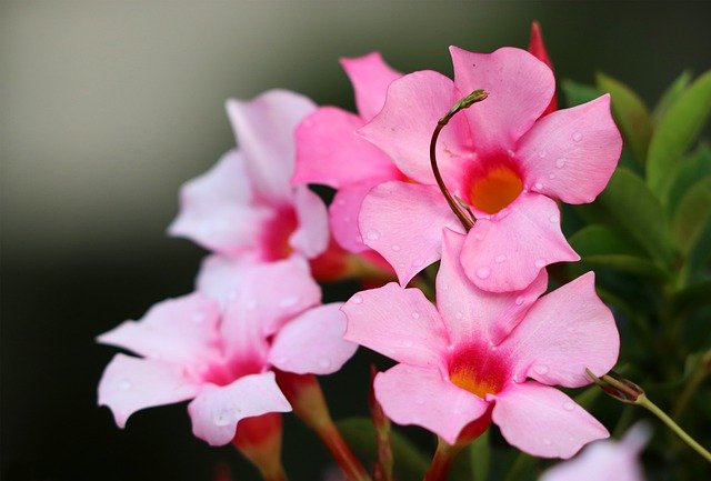 Indoor climbing plants