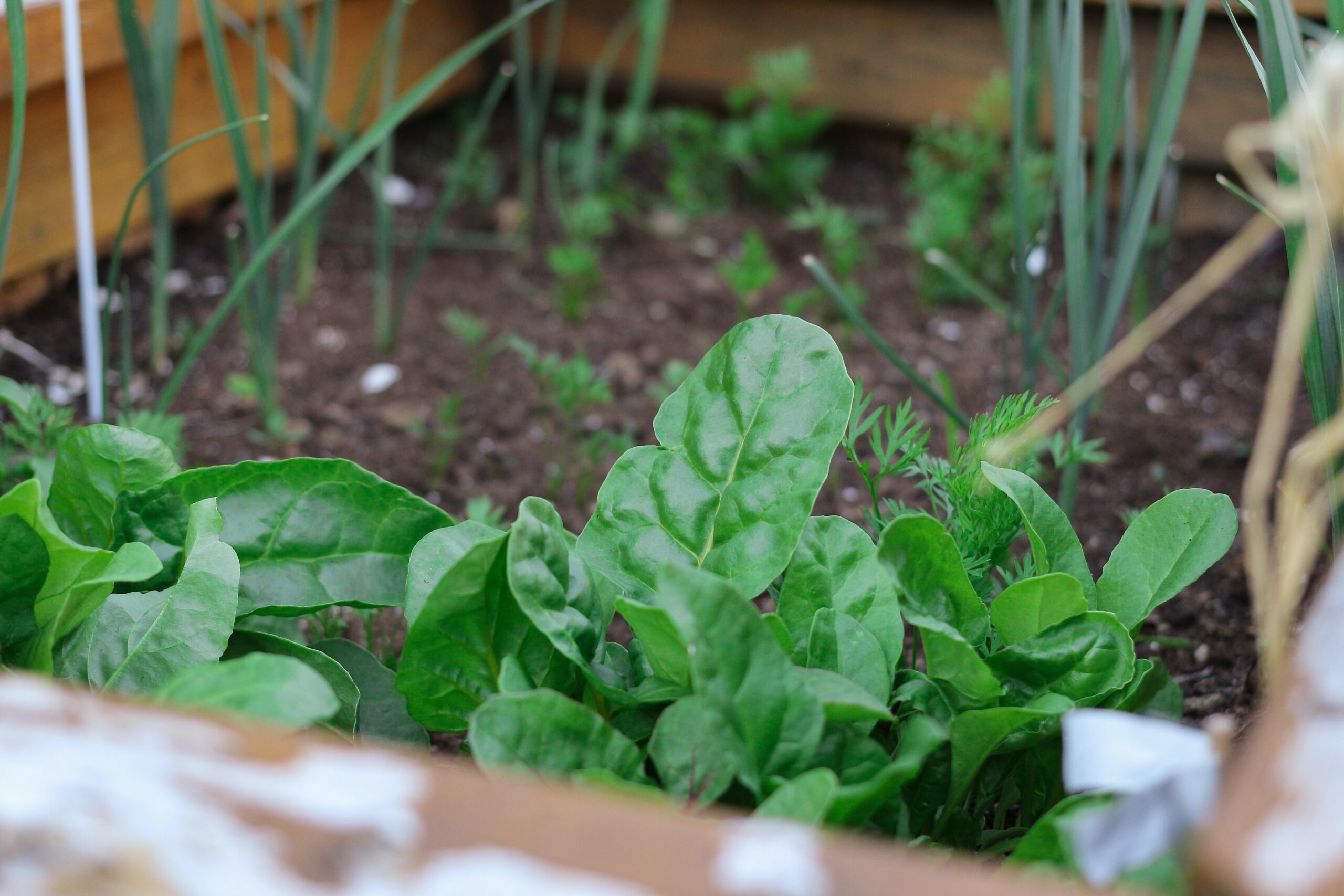 Organic Kitchen Garden: A Beautiful and Healthy Alternative to Home Farming