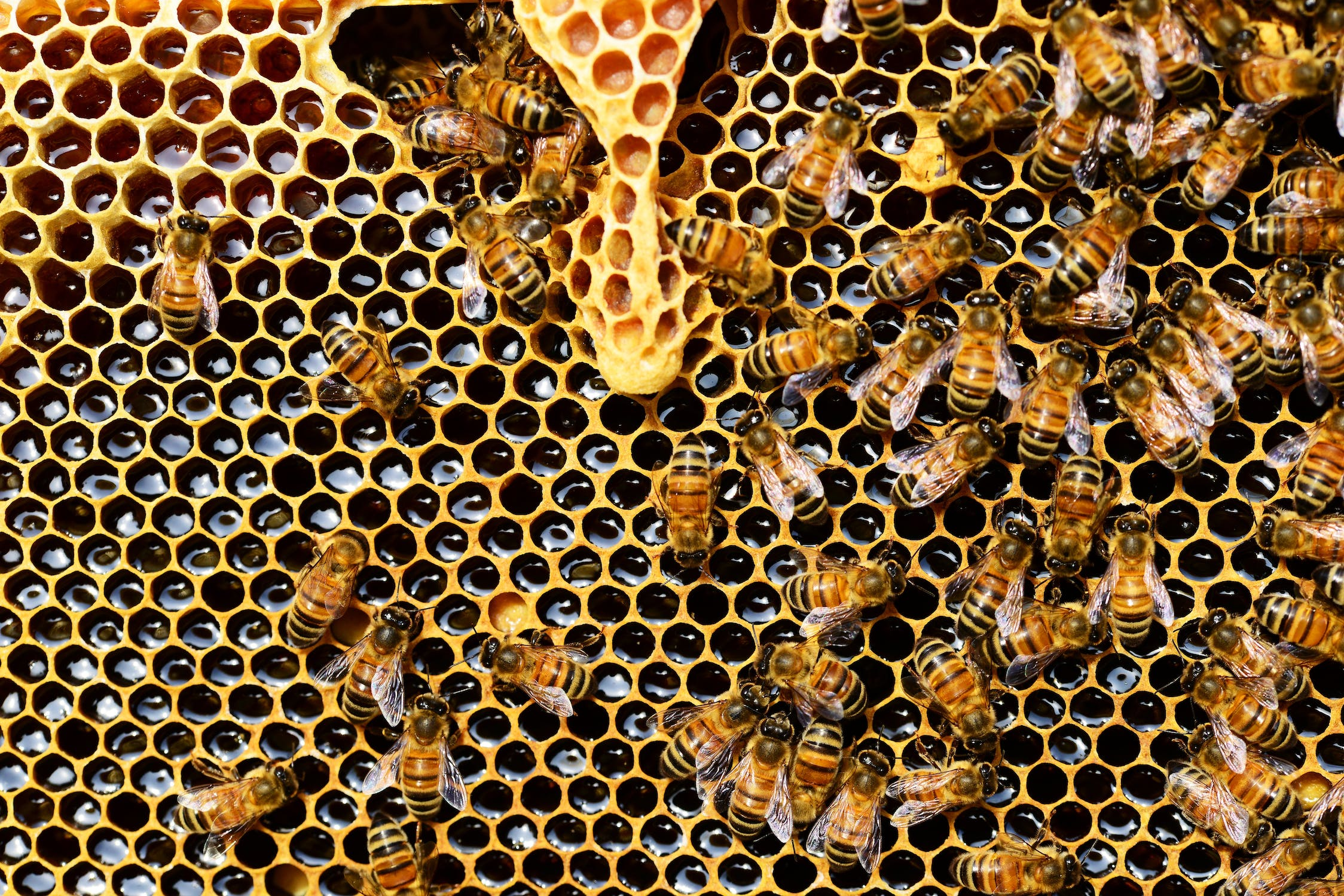 Honey Production in India: Sweetening Agriculture's Success