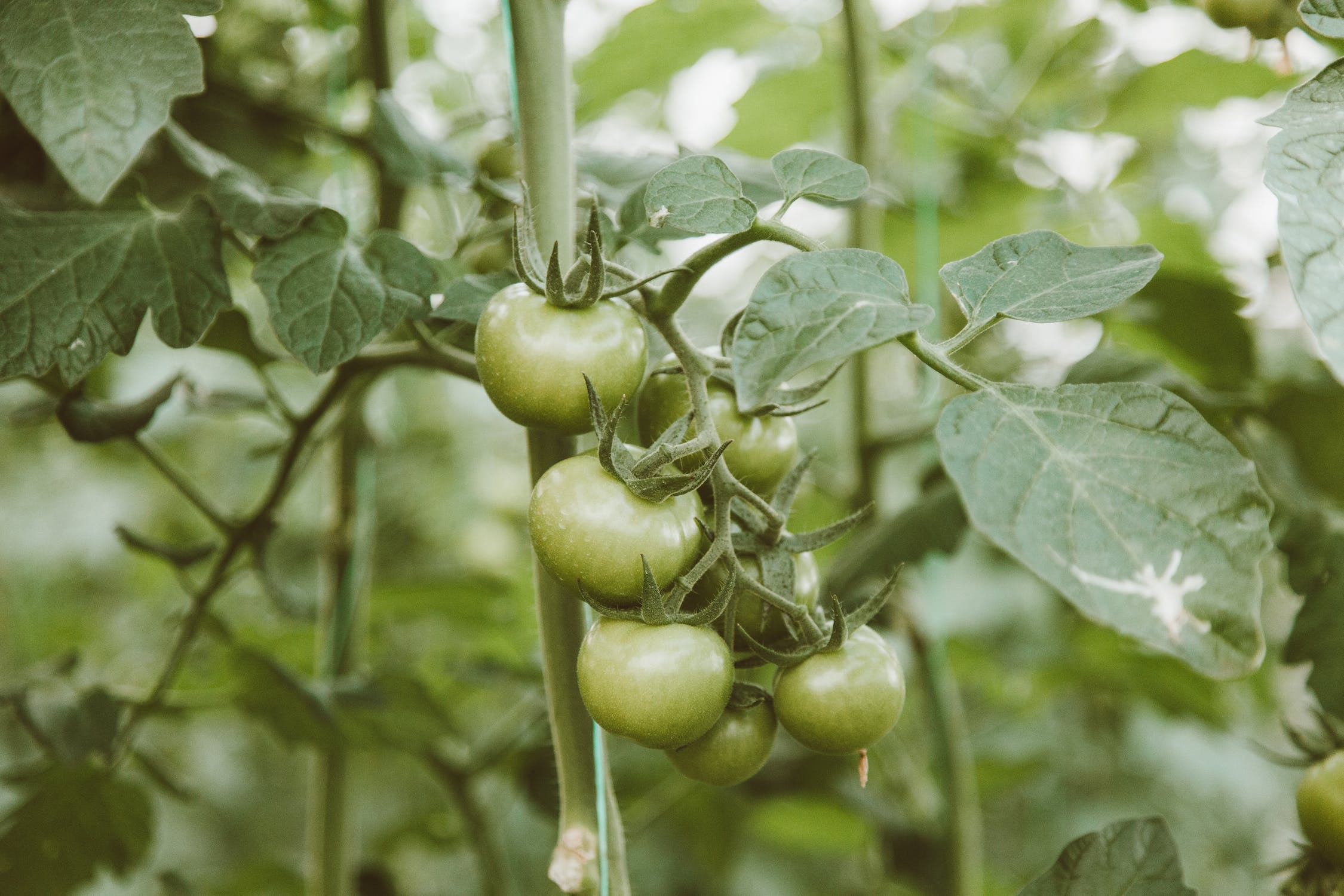 Vegetable Gardening in India: Cultivating Freshness at Home