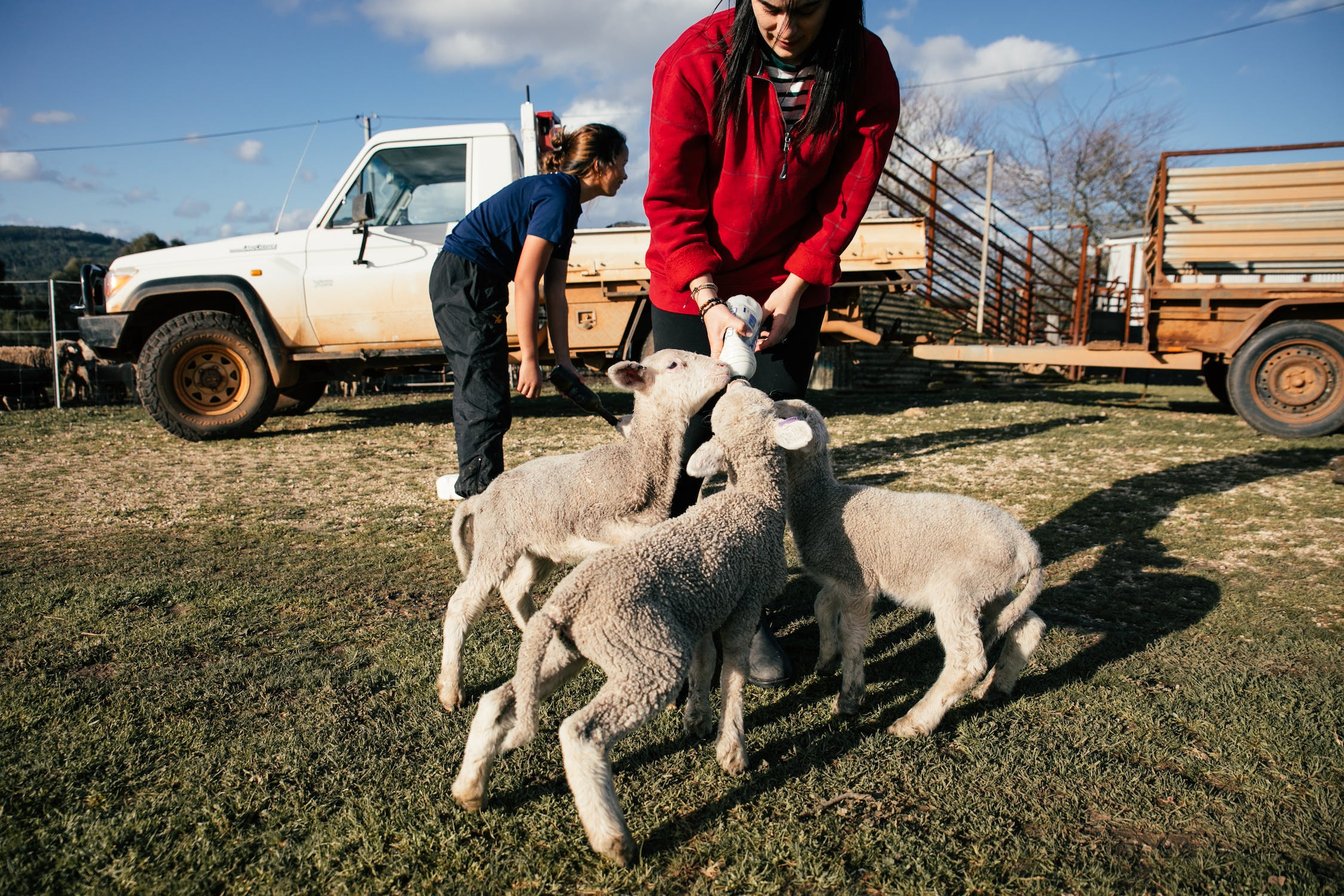 Sheep Care: The Symbiotic Relationship With Agriculture