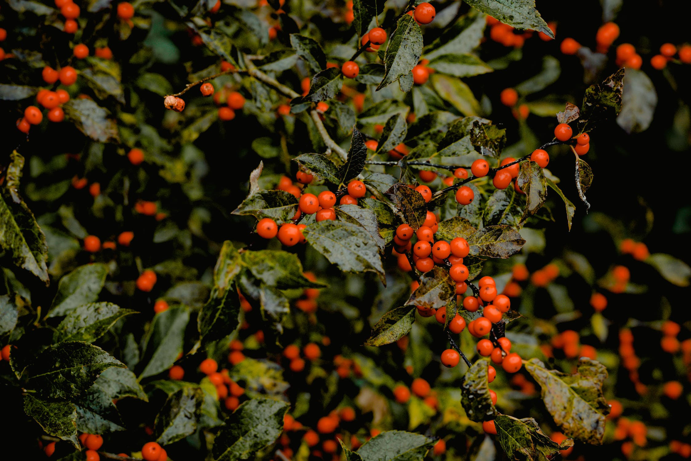 Growing Green Futures: Tree Nursery Farming in Indian Agriculture