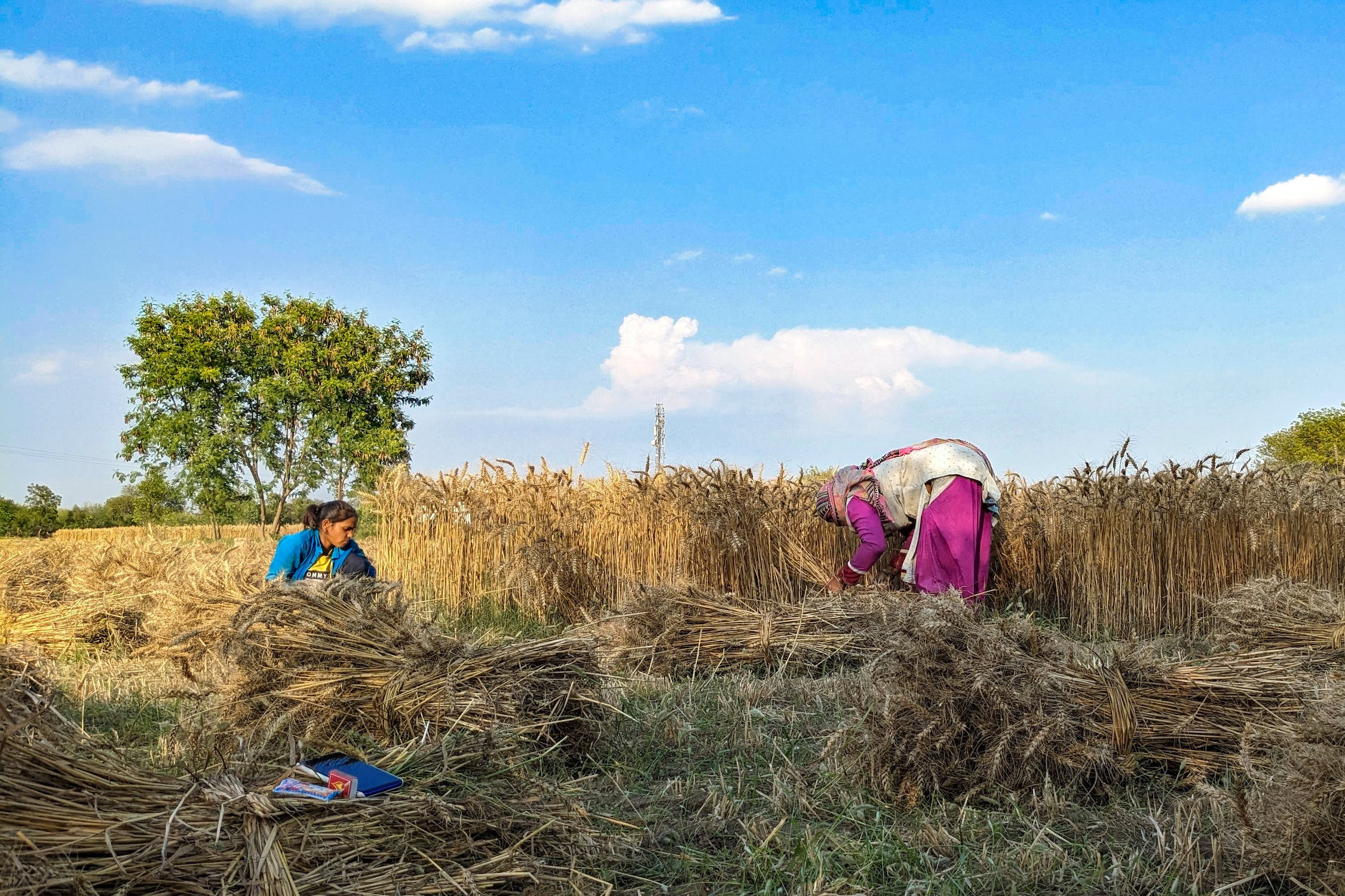 The Vibrant World of Kisan Melas: A Celebration of Agriculture