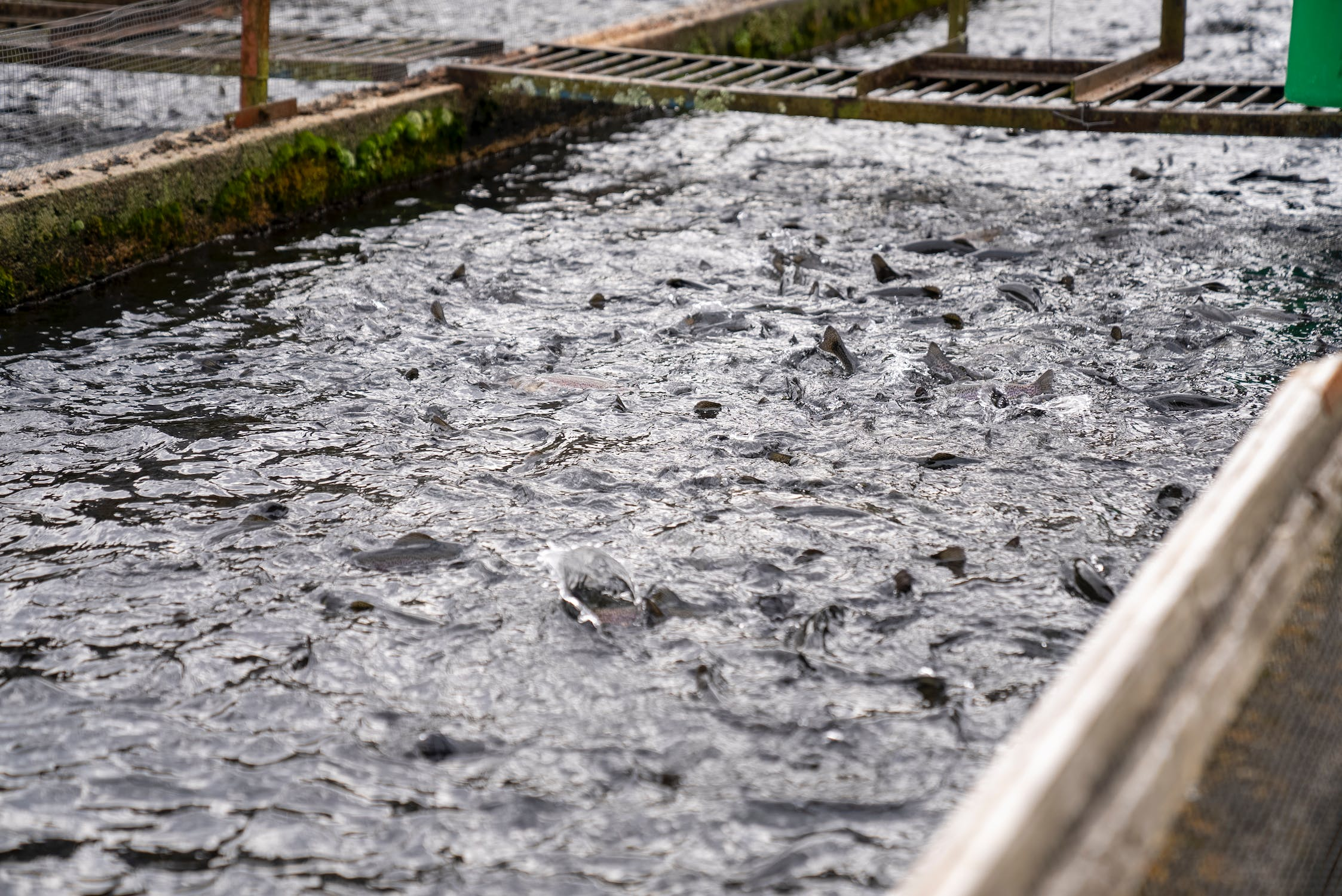 Fish Farming in Indian Agriculture: A Sustainable Revolution