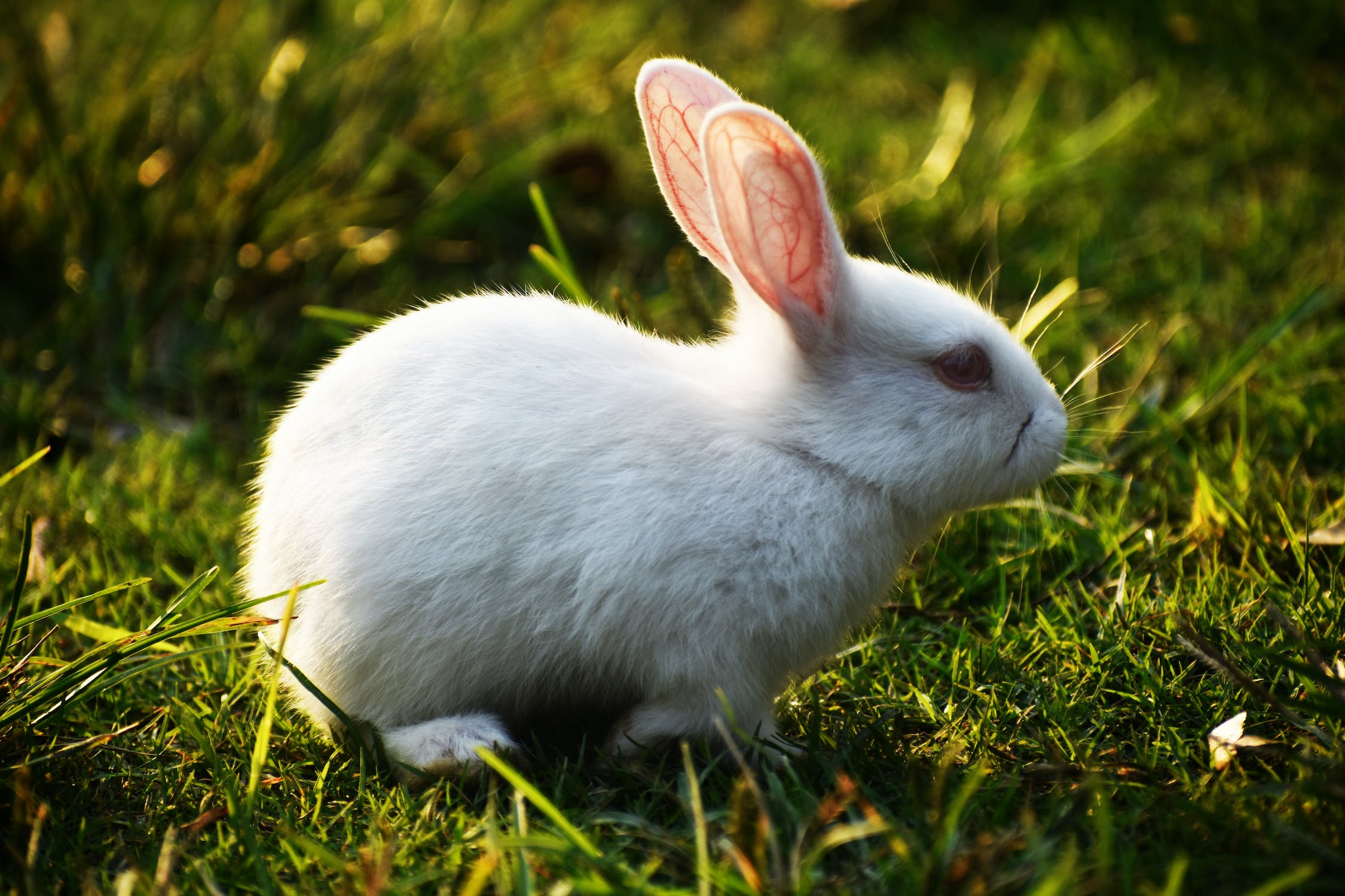 Rabbit Raising in Indian Agriculture: A Sustainable Livestock Practice