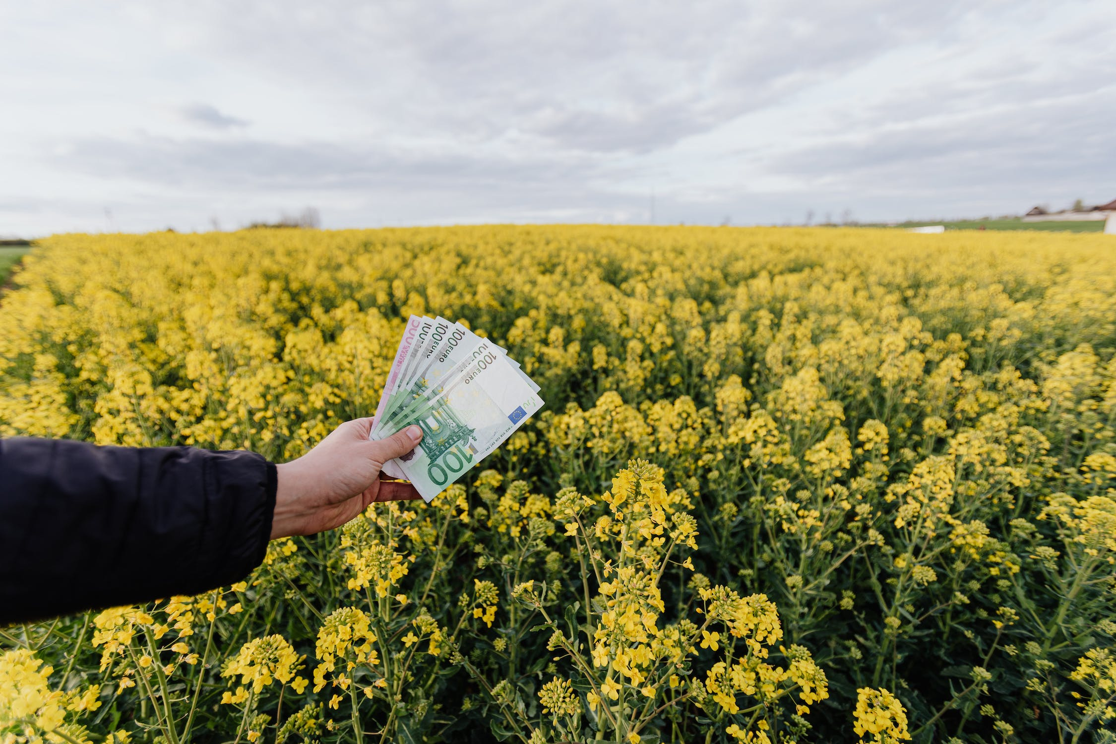 Blooming Success: The Role of Flower Farms in Indian Agriculture