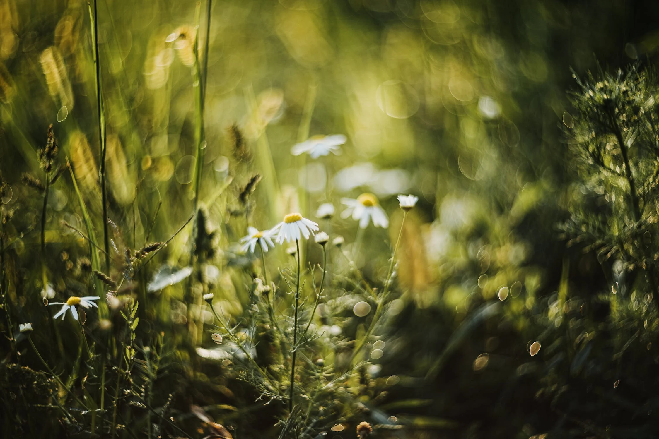 Understanding Weed Killers in Agriculture: A Guide to Indian-Origin Solutions