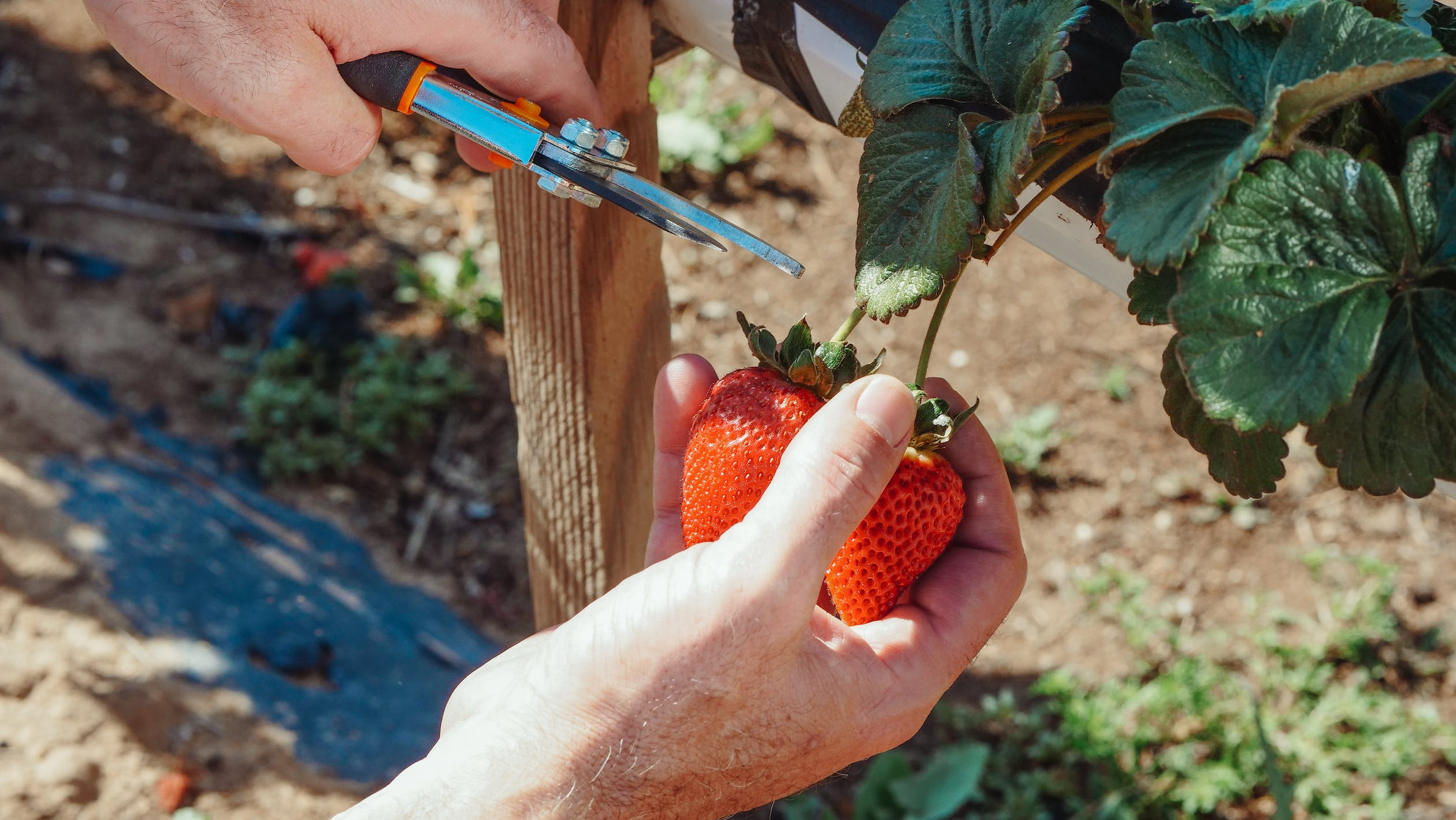 Strawberry Farming in India for Health and Agriculture