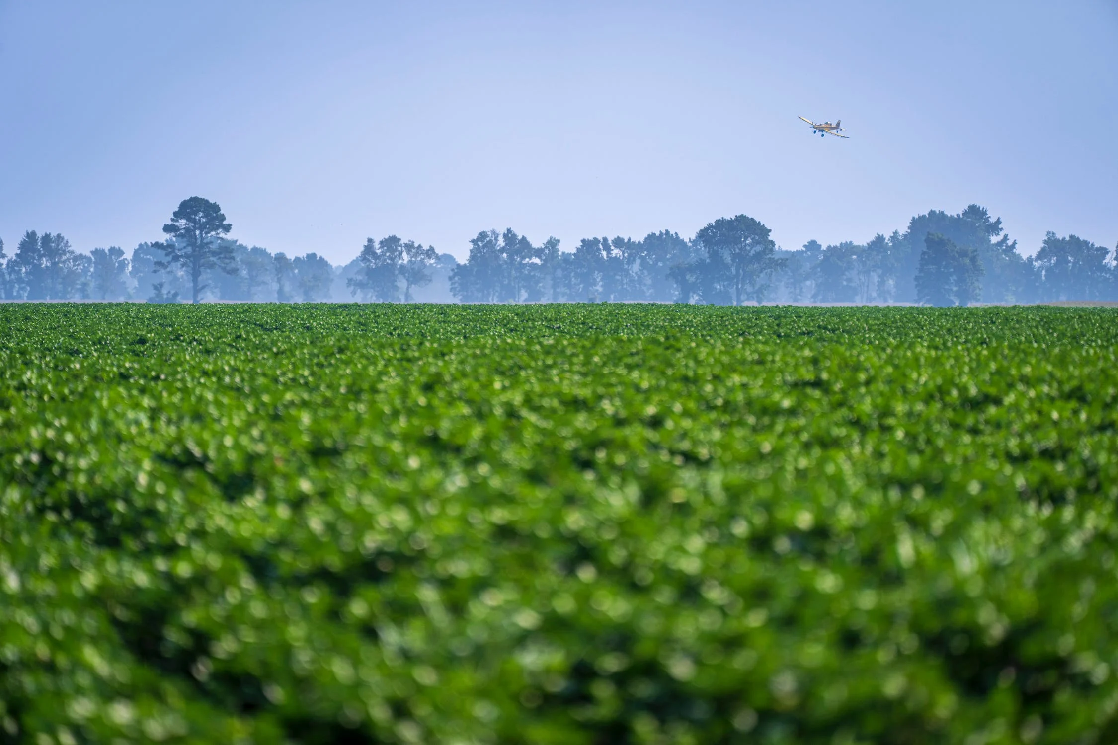 Homemade Weedicides in India: A Natural Approach for Healthier Agriculture