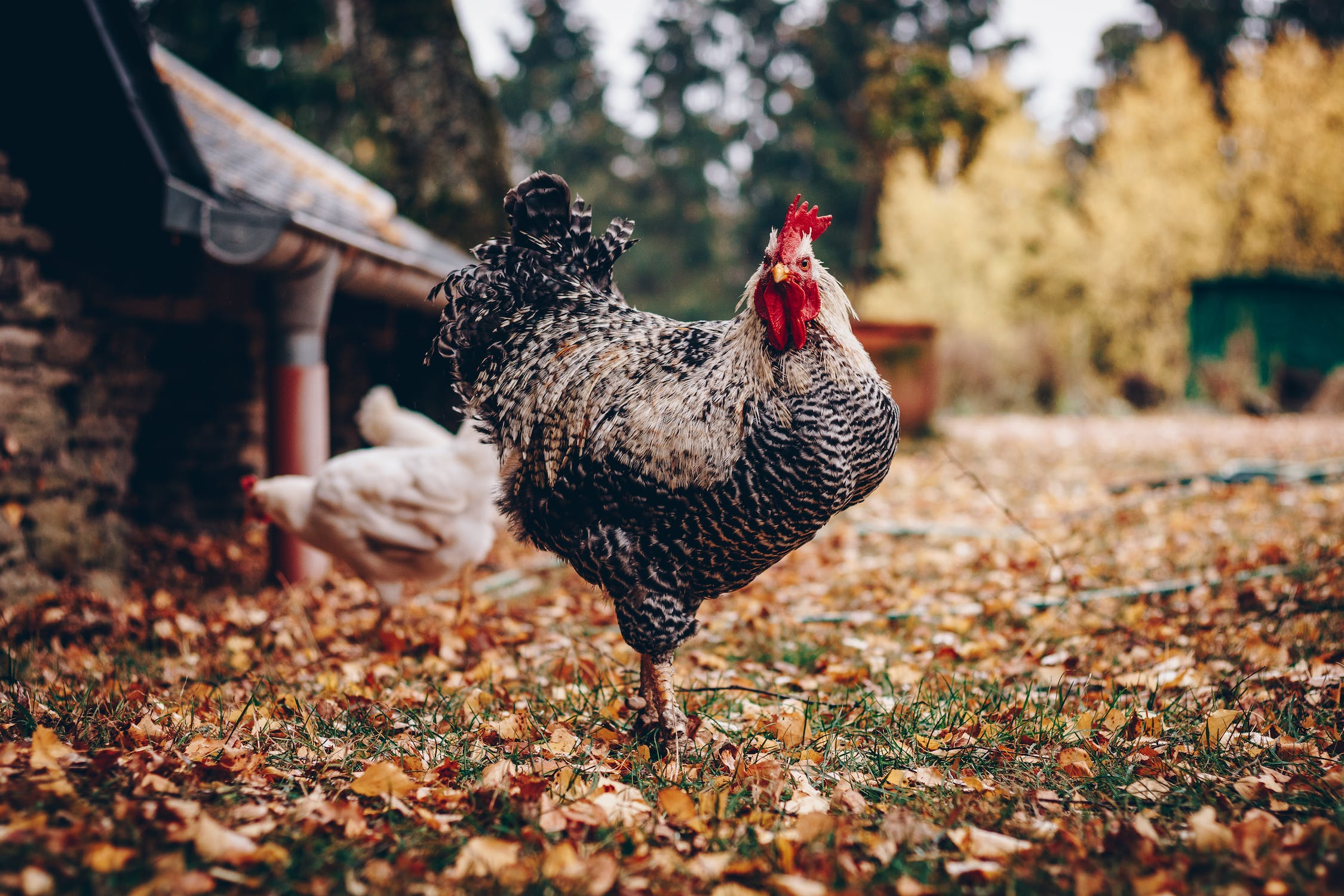 Chicken Rearing in Agriculture: A Guide to Success