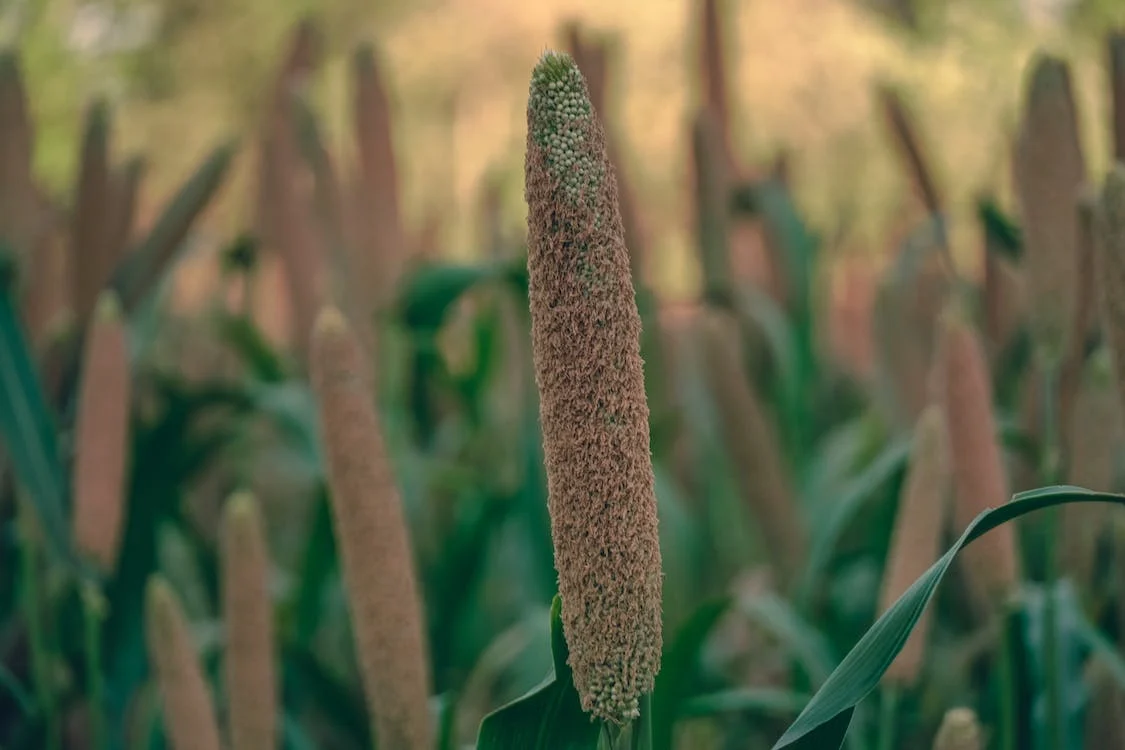 Millet A Superfood