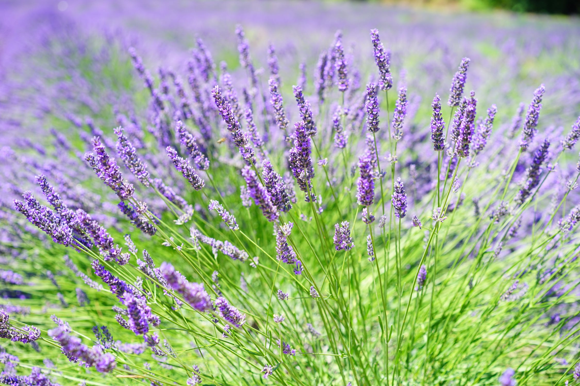 Harnessing the Power of Herbs in Agriculture for Healthier Lives