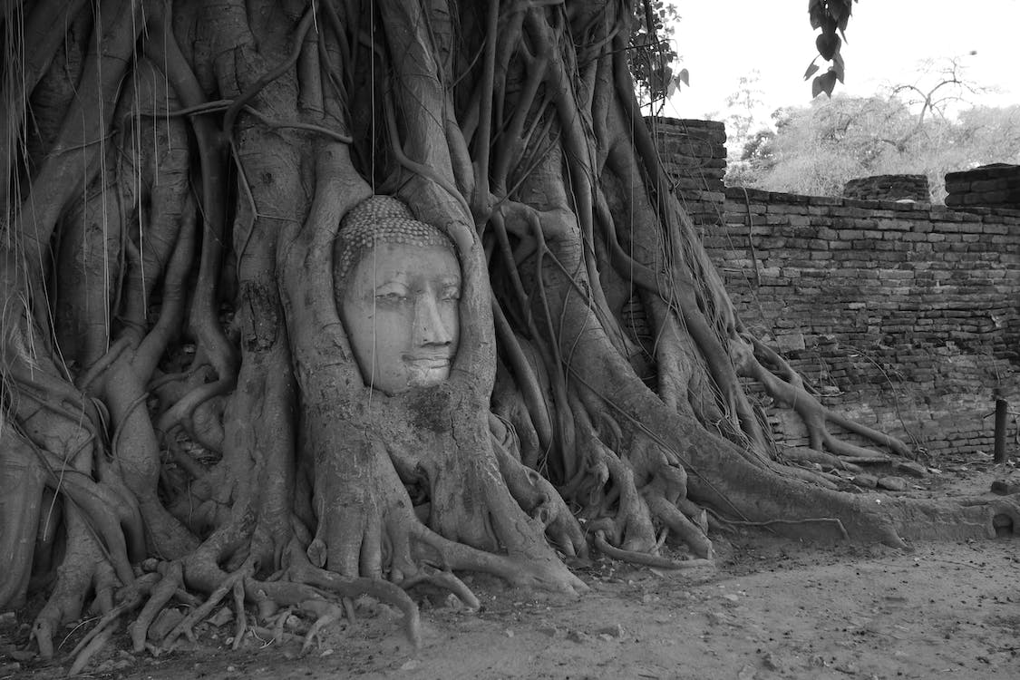 The healthy fig tree and the wonder of its fruit. Know in Hindi