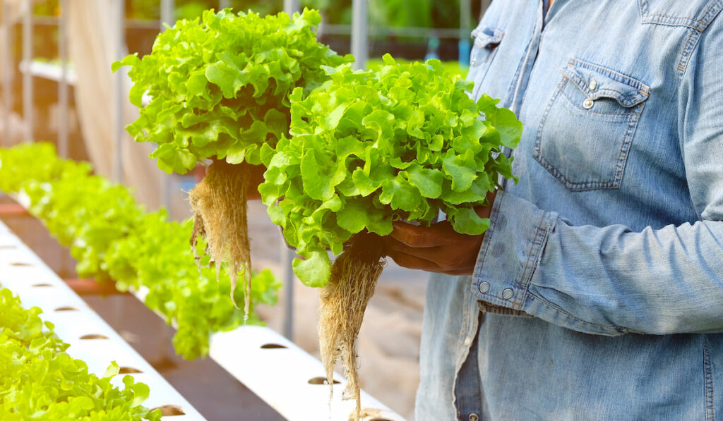 Hydroponic farming