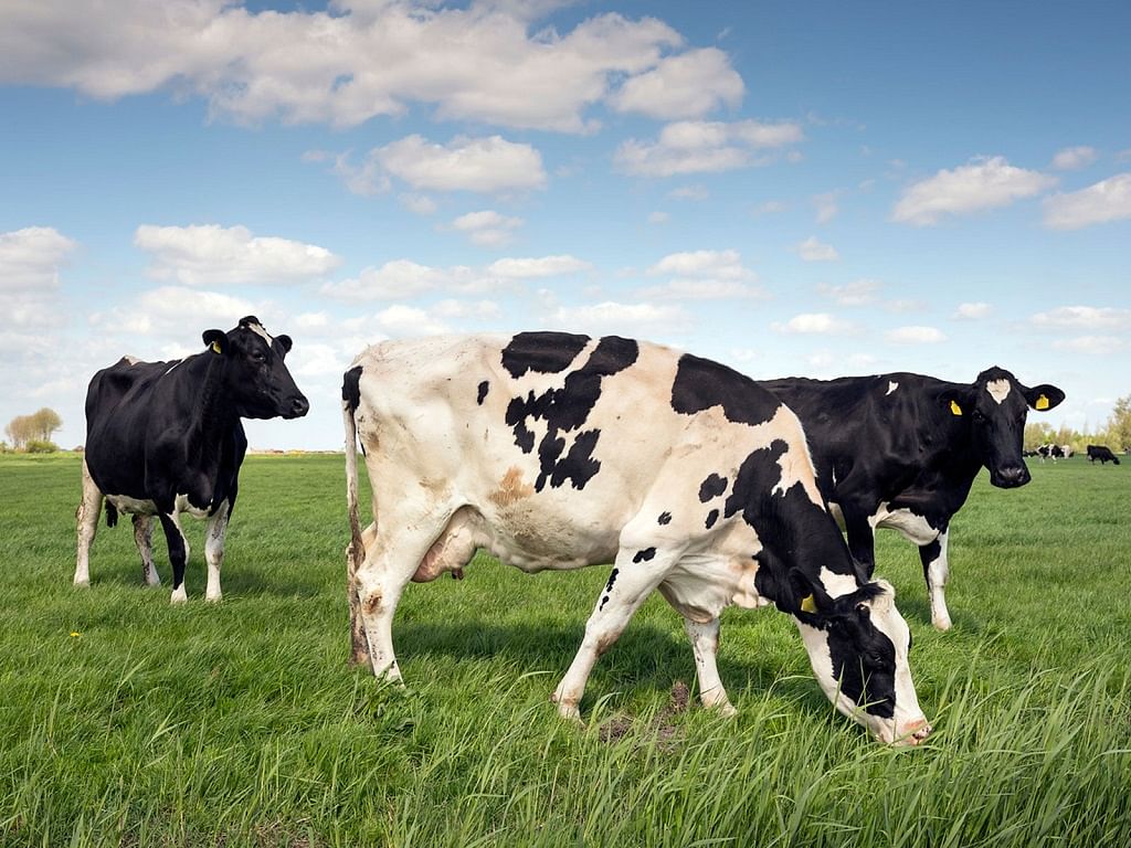 Livestock farming in India