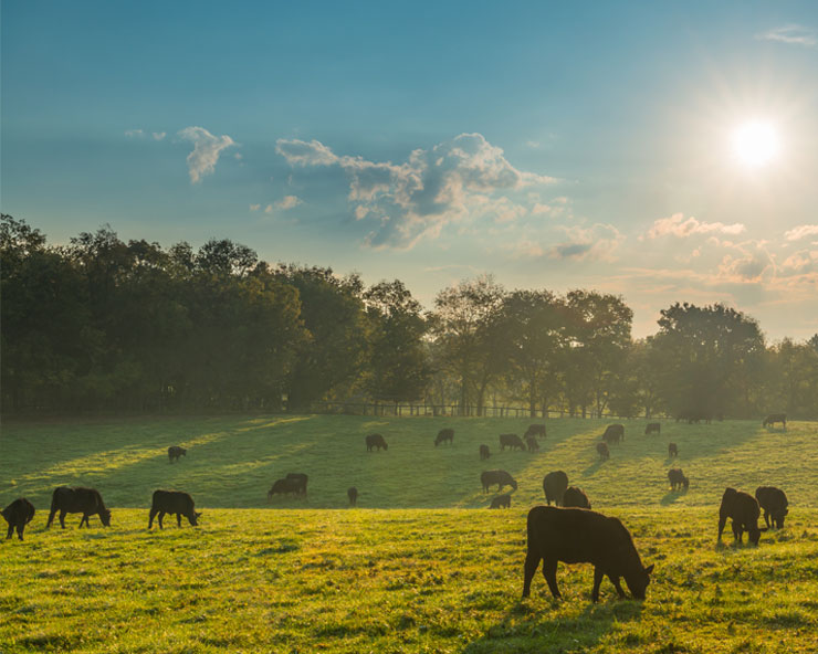 Livestock farming