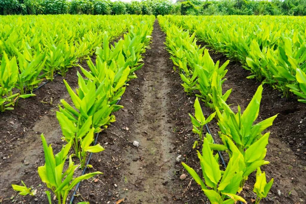 Medicinal plants farming 1