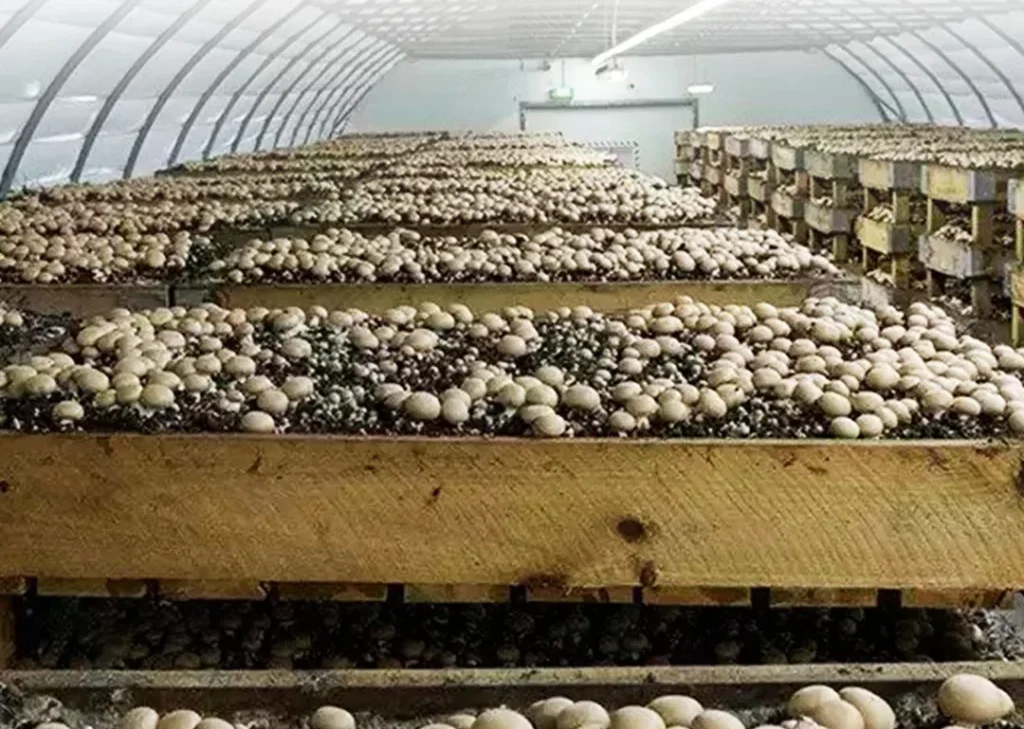 Mushroom farming