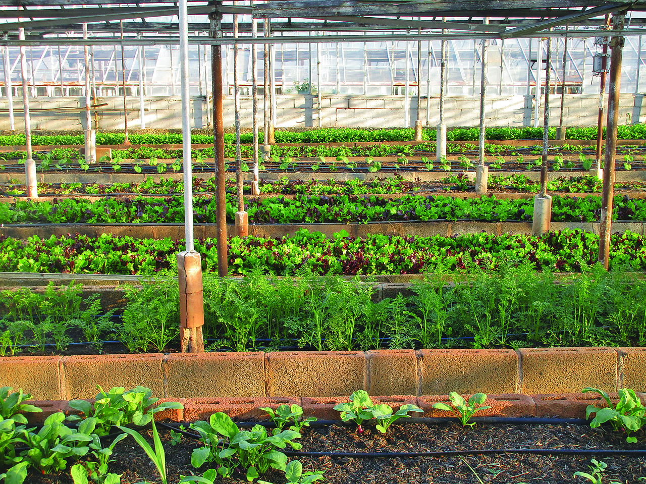 New Trends in Horticulture More Yield, Less Resources