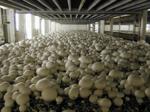 mushroom farming