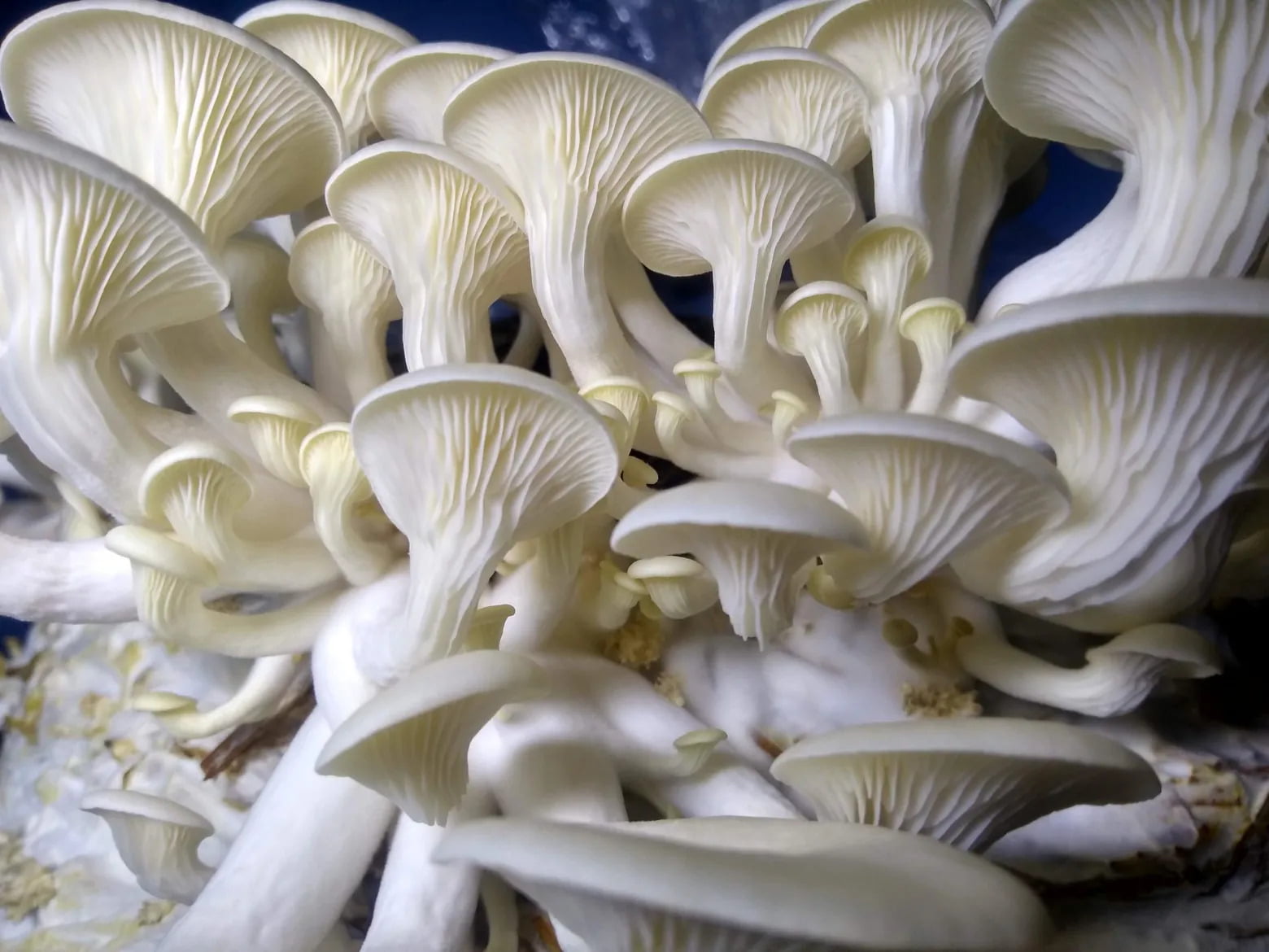 Mushroom cultivation