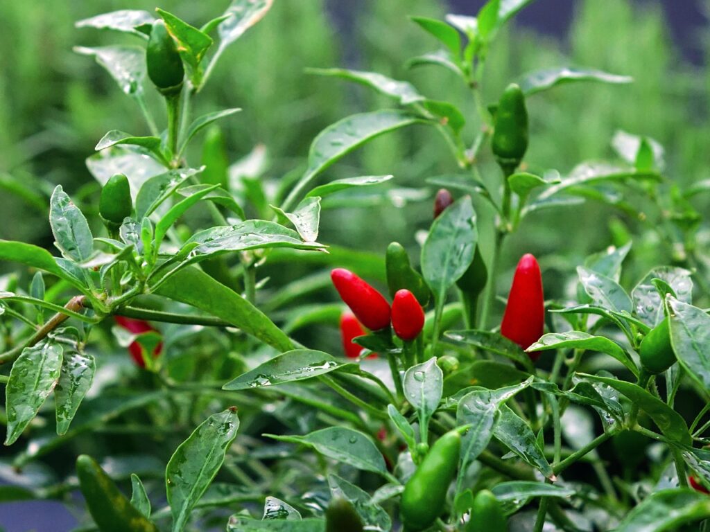 chilli nursery