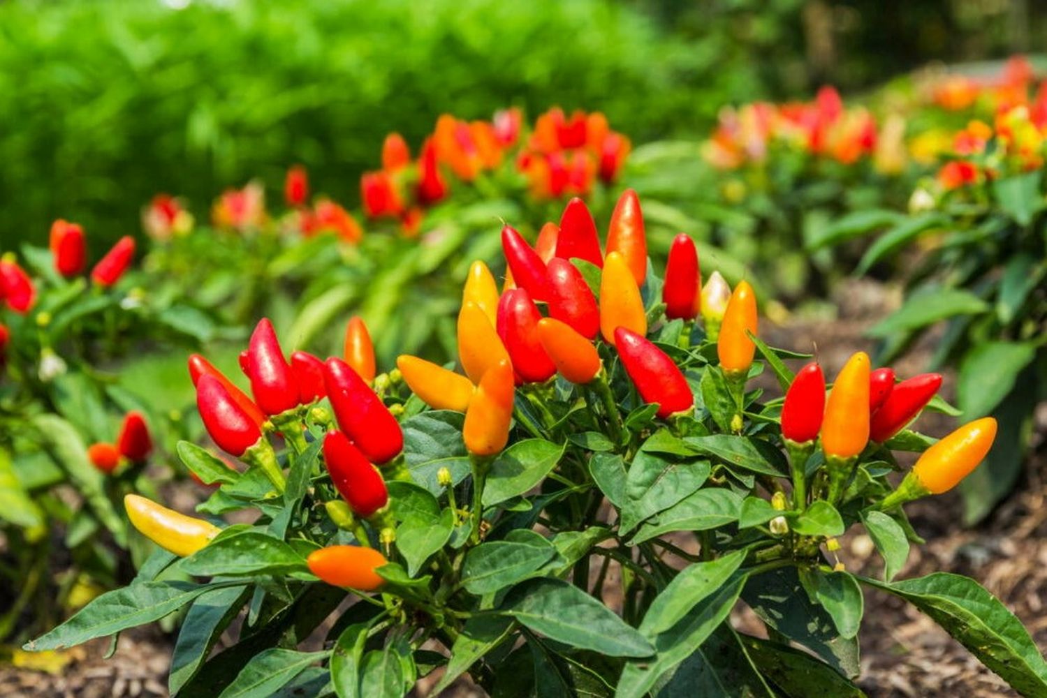 chilli nursery