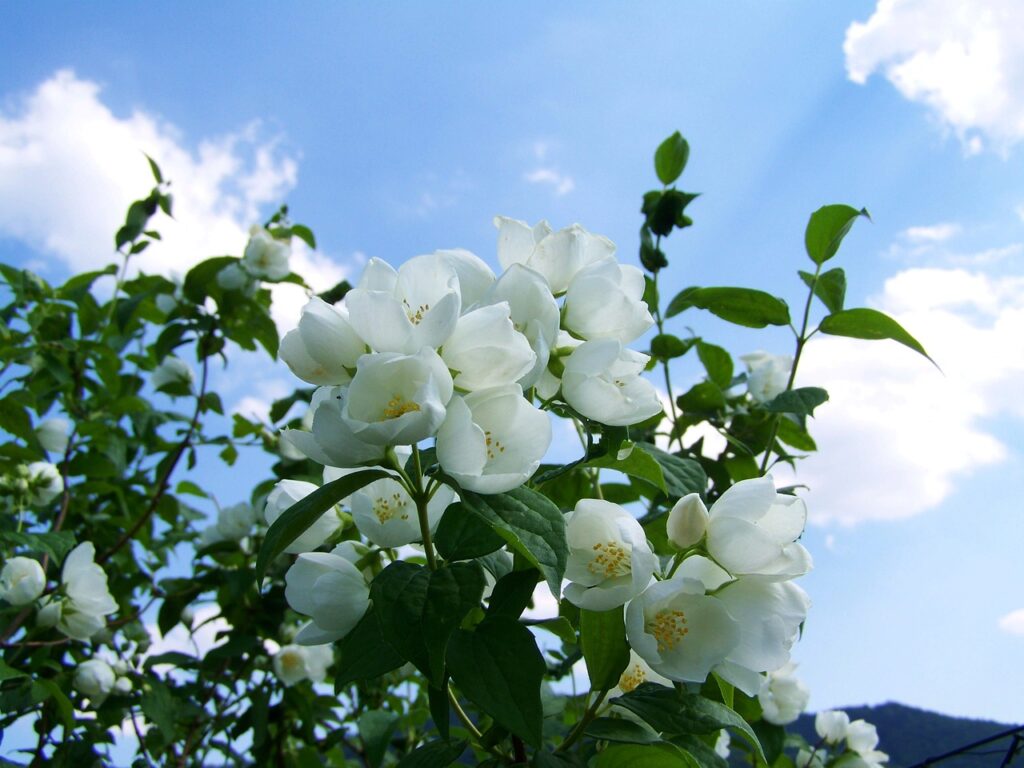 How to grow jasmine in pots