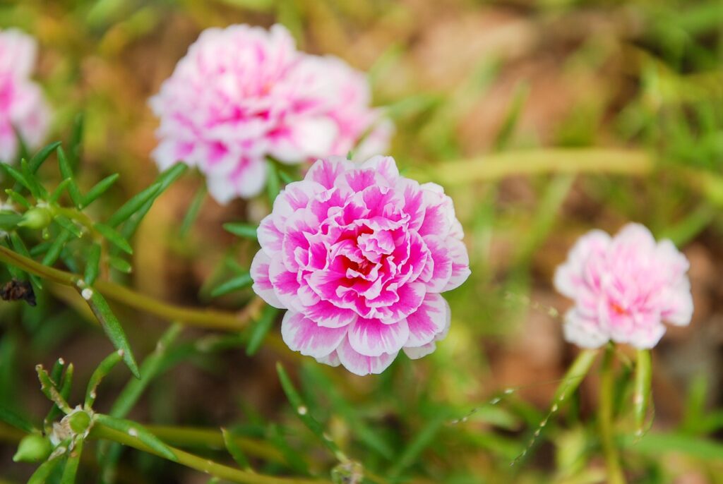 portulaca
