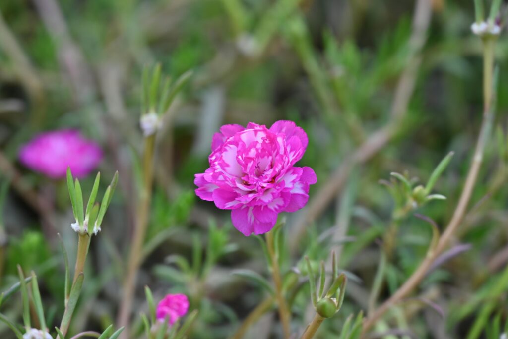 portulaca