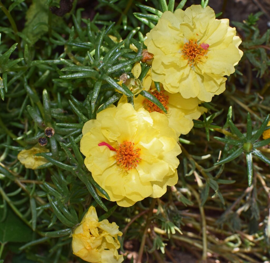 portulaca
