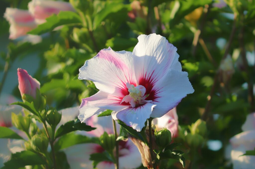 How to grow hibiscus