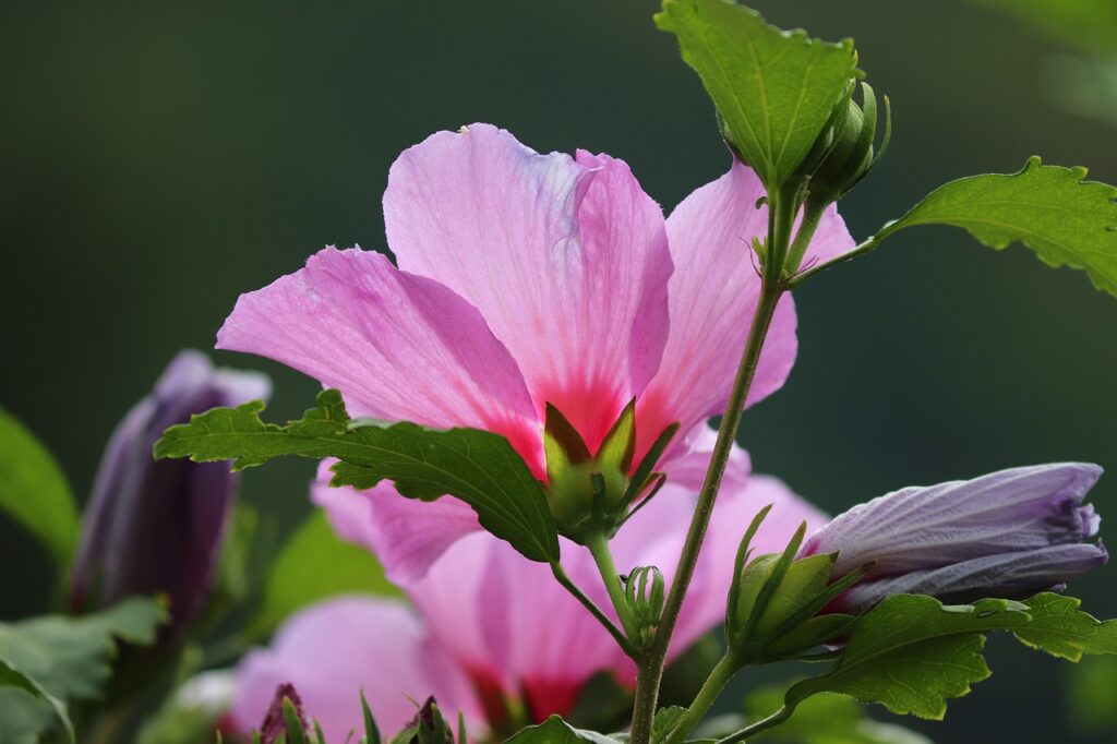 How to grow hibiscus