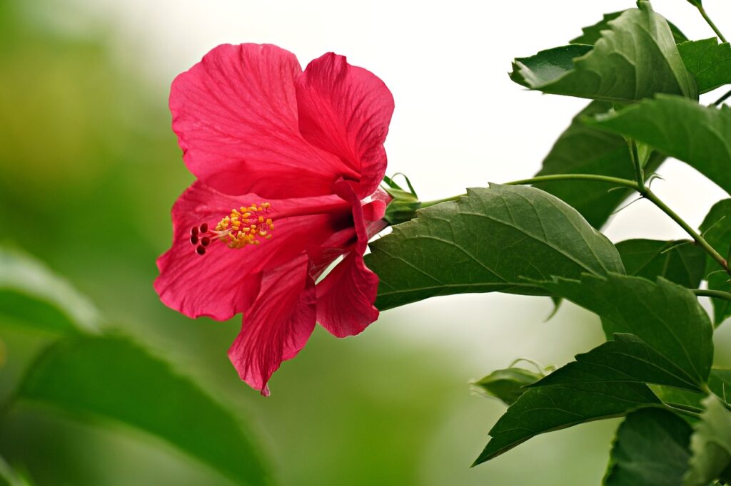 How to grow hibiscus