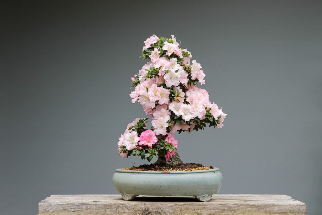 Adenium bonsai