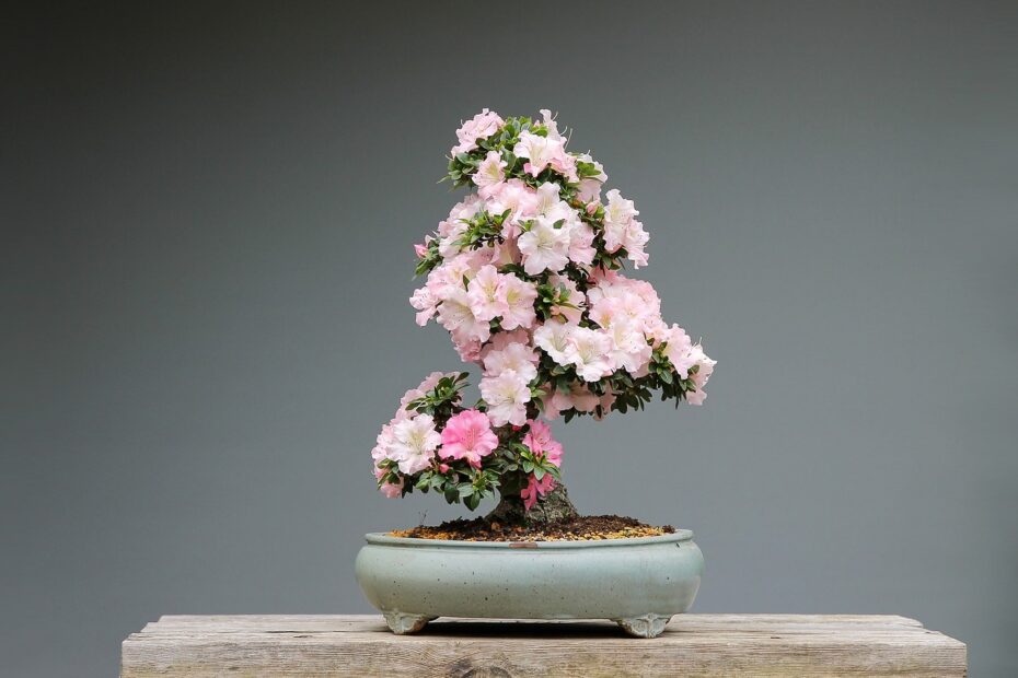 Adenium bonsai