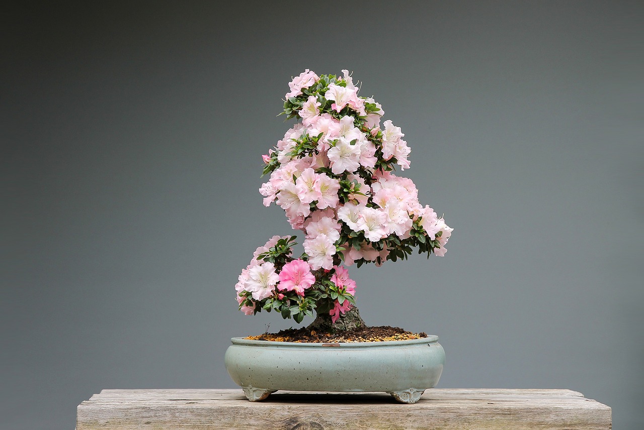 Why is the price of Bonsai so high?