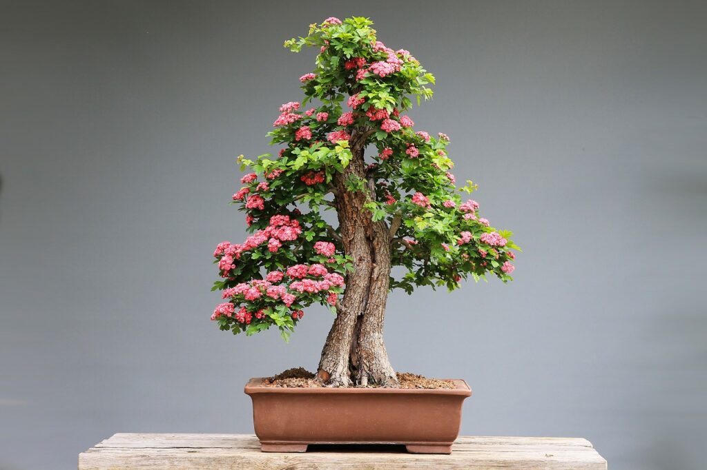 bonsai plant tree