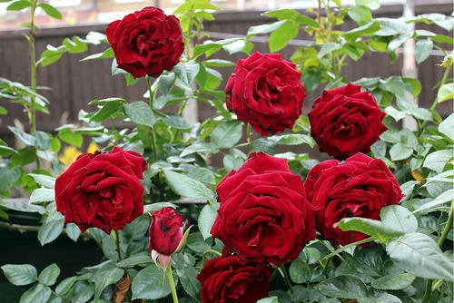 Red roses