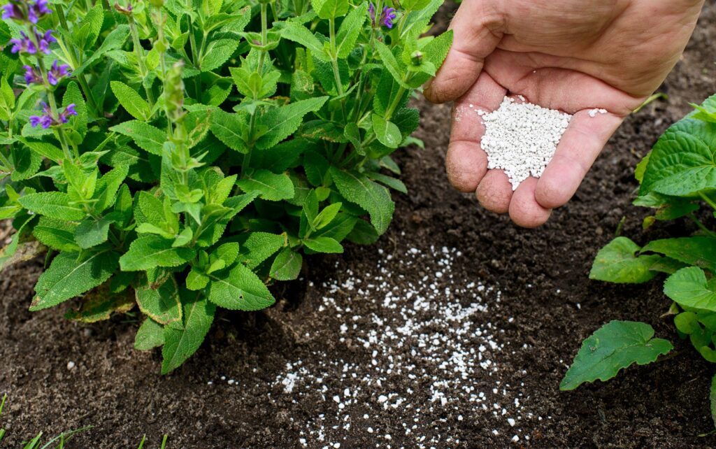 How to Give Fertilizer to Plant
