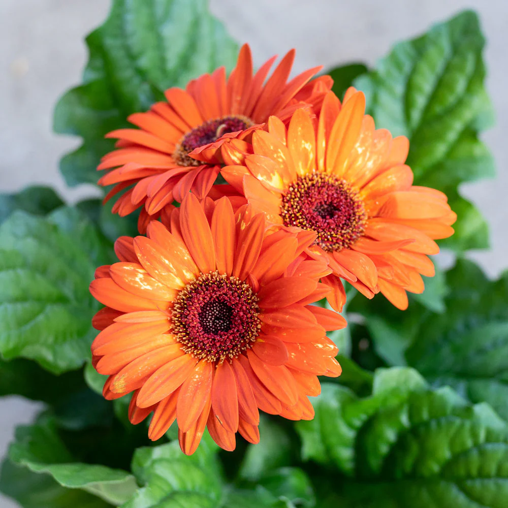 Winter Flowering Plants