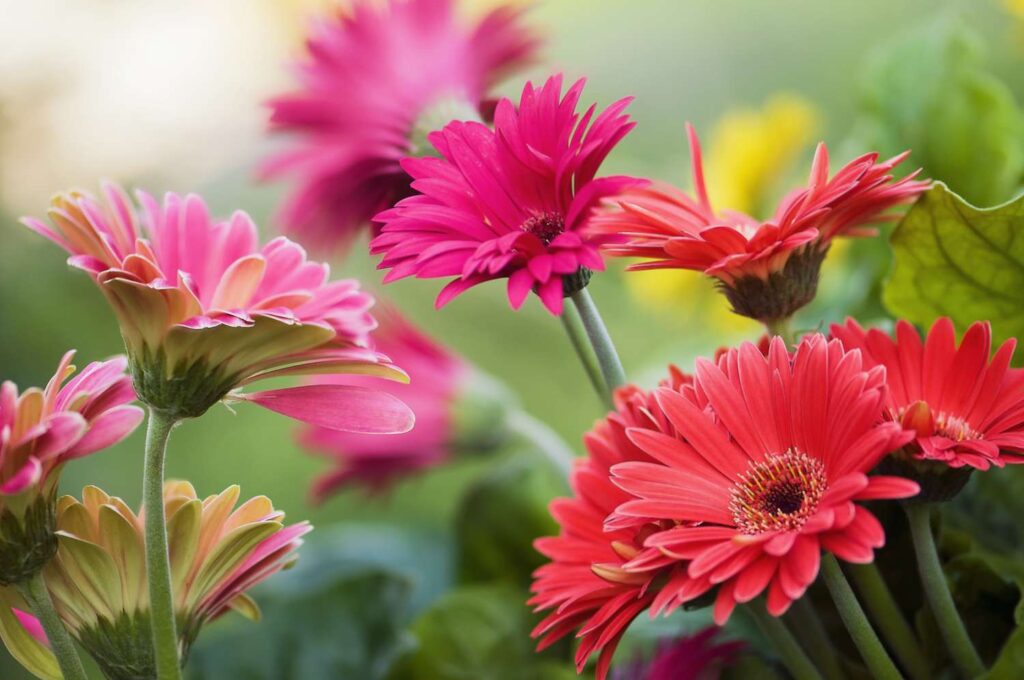 Best Winter Flowering Plant Gerbera