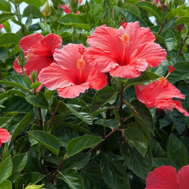 Hibiscus