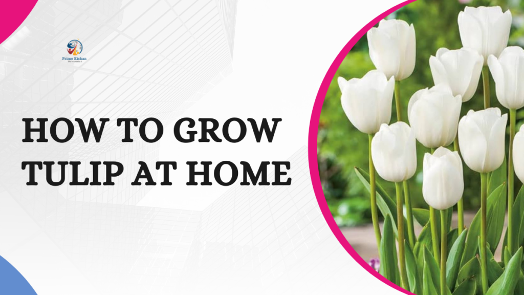 How to Grow Tulips