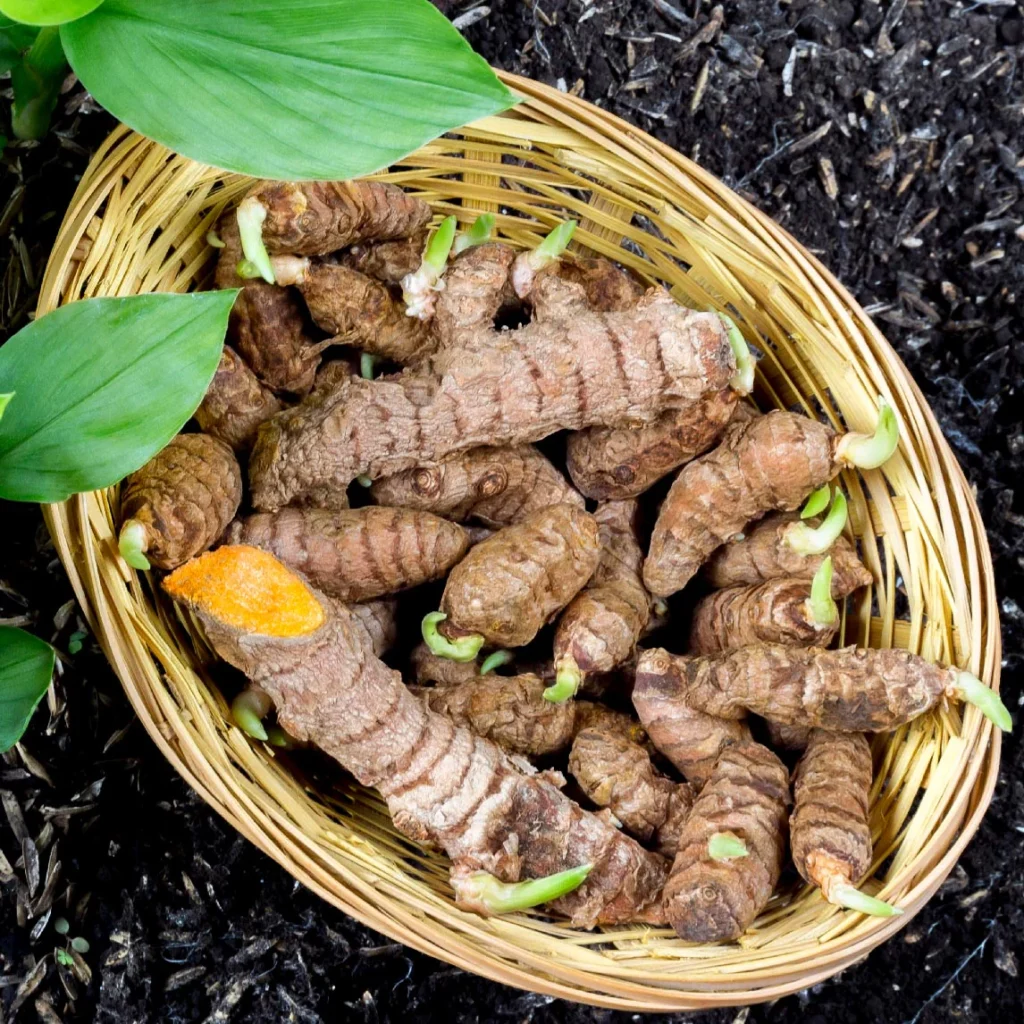 Turmeric board of india