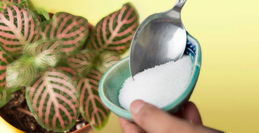 Epsom Salt Benefit for Plants